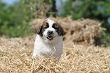 SAINT BERNARD 063